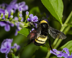 Bumble Bee on Duranta Erecta (pigeon berry)