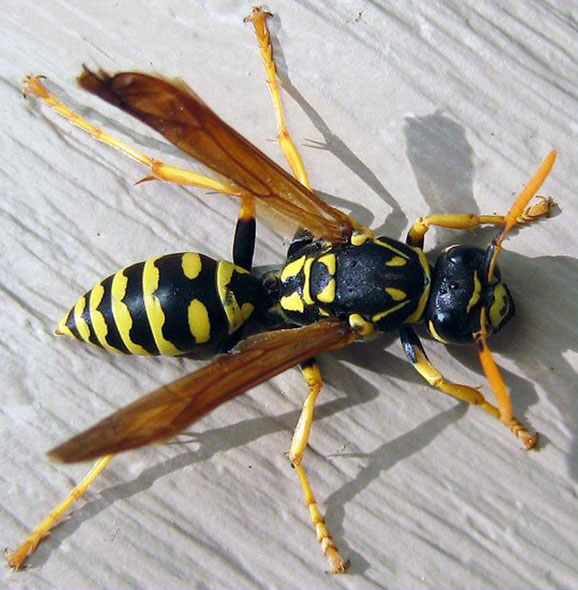 wasp paper wasps european identification bee yellow edu polistes jackets spain msu texas bees hornet species pestid hourglass dominula tamu
