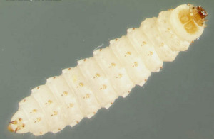 Small Hive Beetle Larva