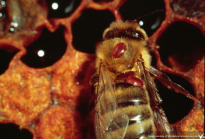 Varroa mites on a worker honey bee