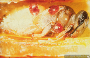 Varroa mites on a honey bee pupa 