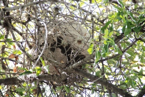 Mexican honey wasp nest