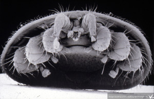 varroa mite under microscope