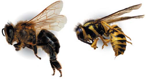 Bumblebee Removal  Texas Bumblebee Characteristics & Traits