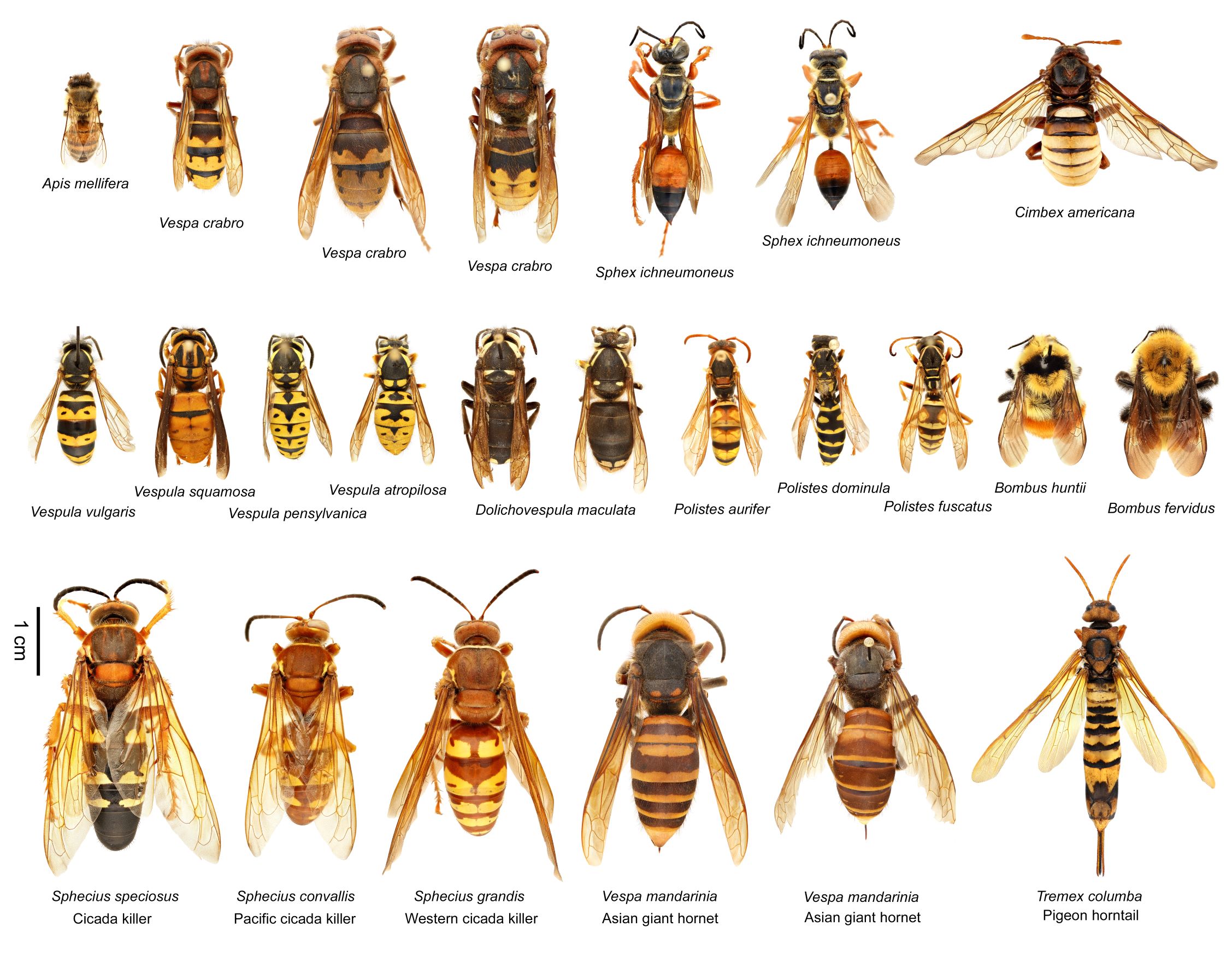 asian-giant-hornet-texas-apiary-inspection-service-tais