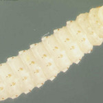 Small Hive Beetle larva